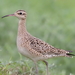 Little Curlew - Photo (c) 小铖/Smalltown, some rights reserved (CC BY-NC), uploaded by 小铖/Smalltown