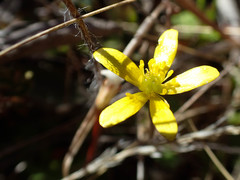 Ranunculus multiscapus
