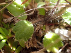 Ranunculus multiscapus