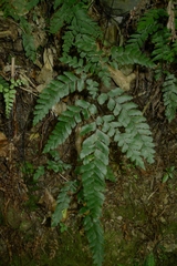 Adiantum fulvum