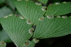 Adiantum fulvum