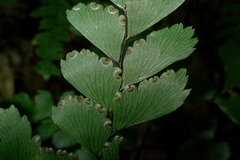 Adiantum fulvum
