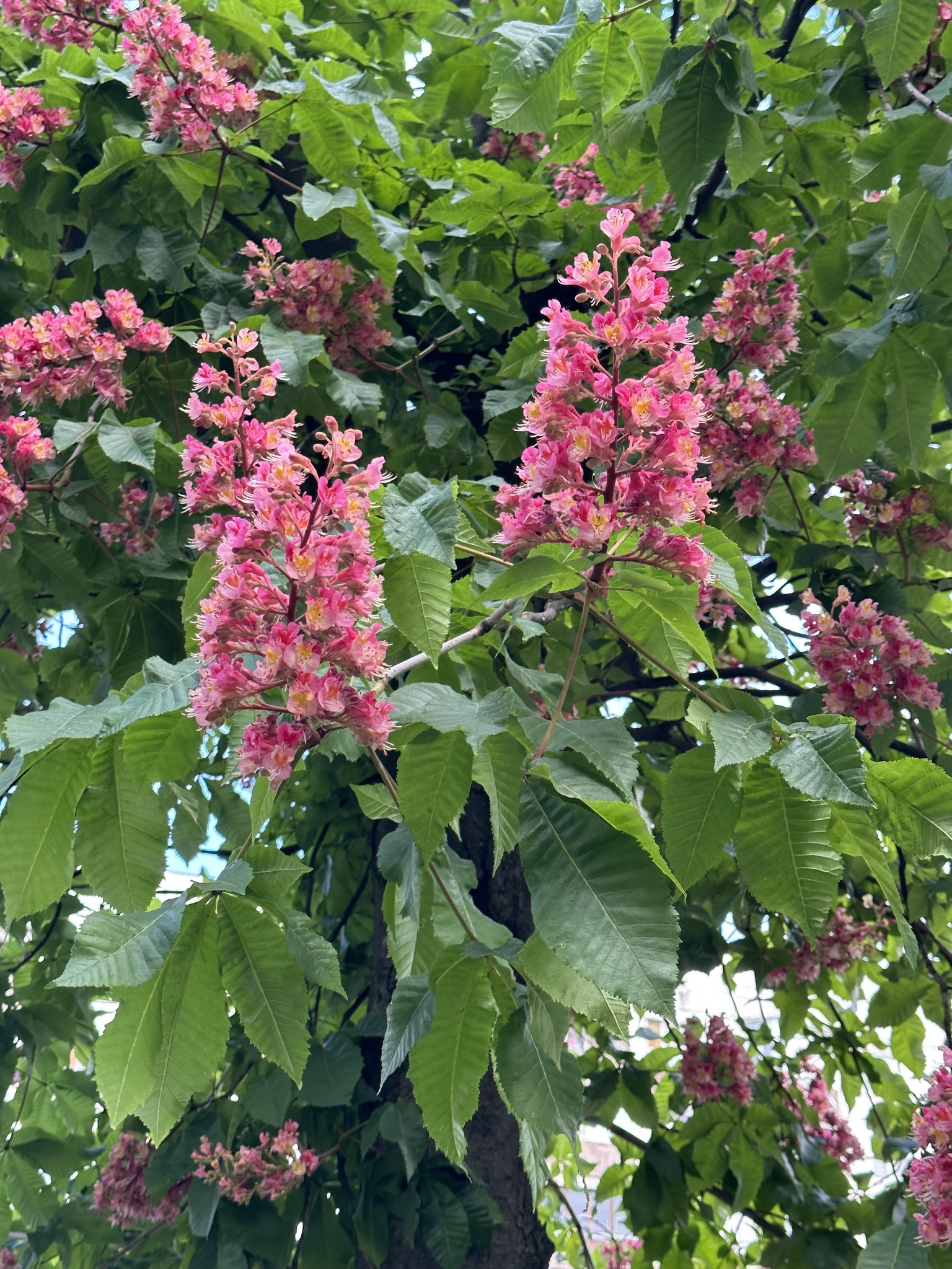 Aesculus
