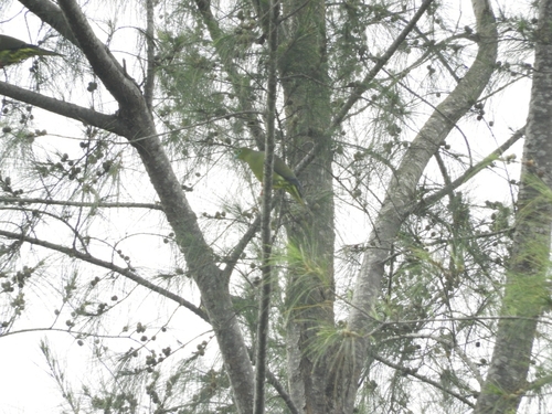Treron oxyurus