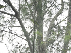 Treron oxyurus