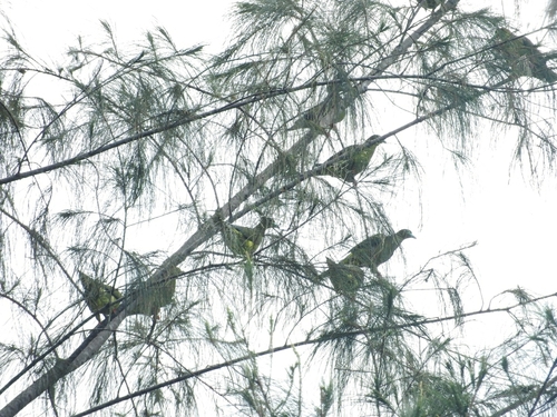 Sumatran Green Pigeon (Treron oxyurus), photo 5