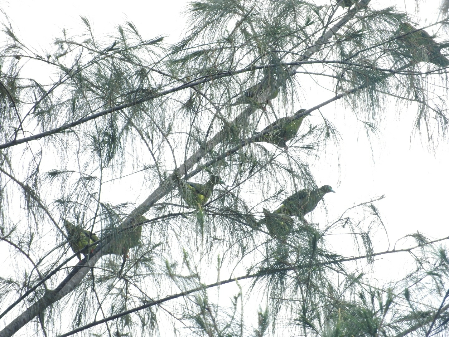 Sumatran Green Pigeon (Treron oxyurus), photo 5