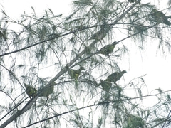 Treron oxyurus