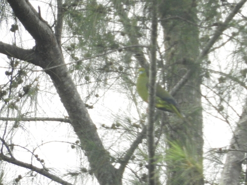 Sumatran Green Pigeon (Treron oxyurus), photo 6