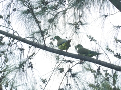 Treron oxyurus