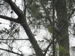 Treron oxyurus