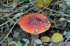 Amanita muscaria