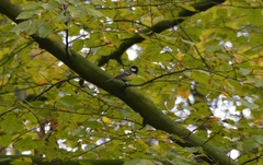 Parus major