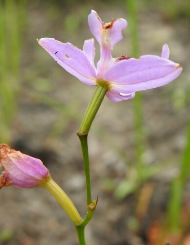 Image of Calopogon oklahomensis by (c) saltyhiker, some rights reserved (CC BY)