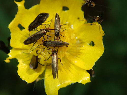 Micropterix calthella