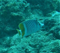 Chaetodon xanthurus