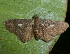 Pasiphila lunata