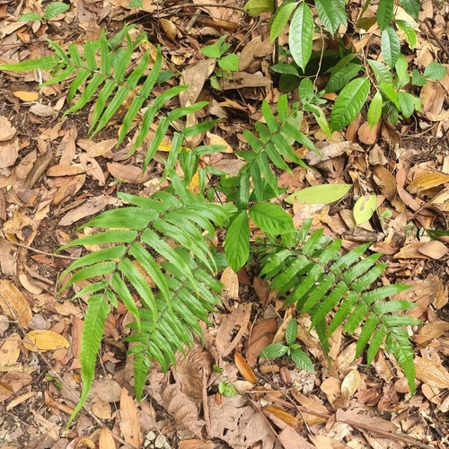 Christella subpubescens observed 2023-04-29