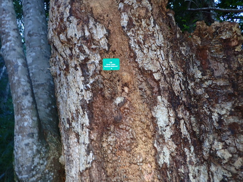 Image of Ocotea bullata by no rights reserved