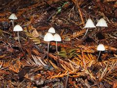 Mycena abramsii
