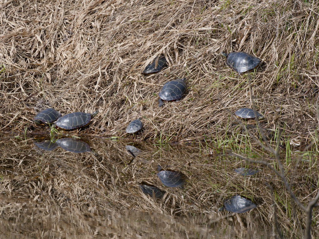 Eastern Painted Turtle from Fredericton, NB, Canada on May 6, 2023 at ...