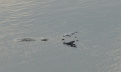 Chroicocephalus ridibundus