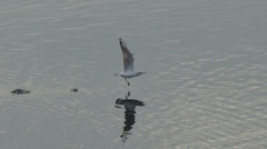 Chroicocephalus ridibundus