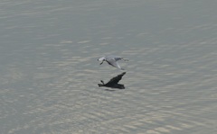 Chroicocephalus ridibundus