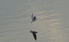 Chroicocephalus ridibundus