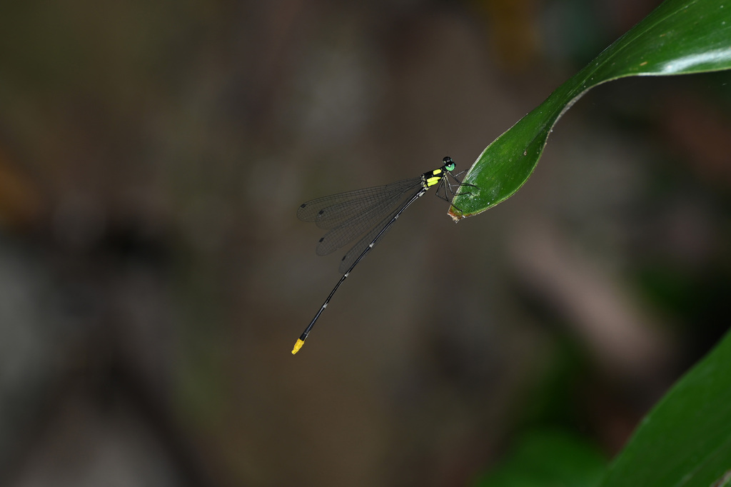 Coeliccia hainanense