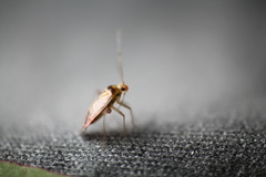 Diomocoris