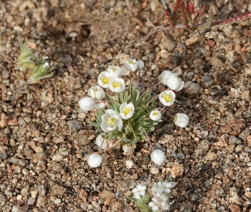 Image of White Pygmy-Poppy (Canbya candida) by (c) nmoorhatch, some rights reserved (CC BY)