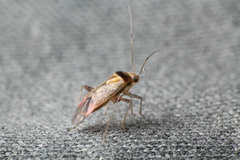 Diomocoris