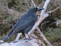Strepera fuliginosa