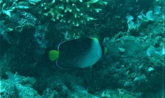 Chaetodontoplus mesoleucus