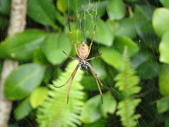 Nephila
