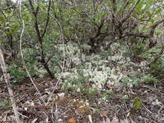 Pulchrocladia retipora