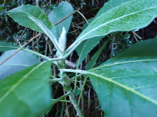Image of Solanum giganteum by no rights reserved