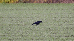 Corvus corone