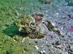 Scorpaenopsis macrochir
