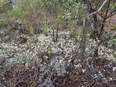 Pulchrocladia retipora