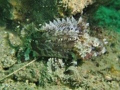 Centrogenys vaigiensis