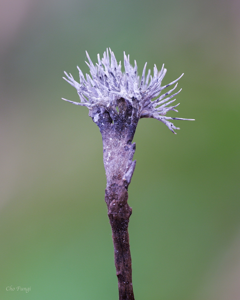 Xylaria bambusicola