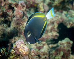 Acanthurus nigricans