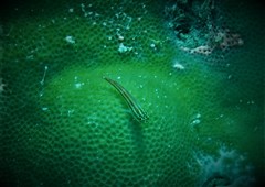 Helcogramma striata