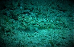 Istigobius decoratus