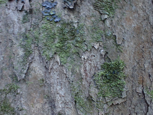 Image of Scolopia mundii by no rights reserved
