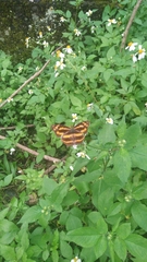 Symbrenthia lilaea formosanus