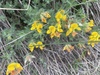 Lotus corniculatus delortii - Photo (c) ROLLET, some rights reserved (CC BY-NC-ND), uploaded by ROLLET