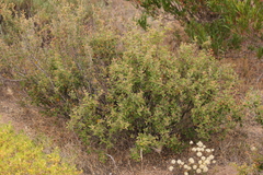 Pomaderris paniculosa